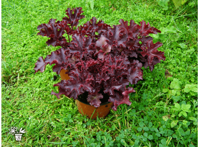 Heuchera   'Melting Fire'
